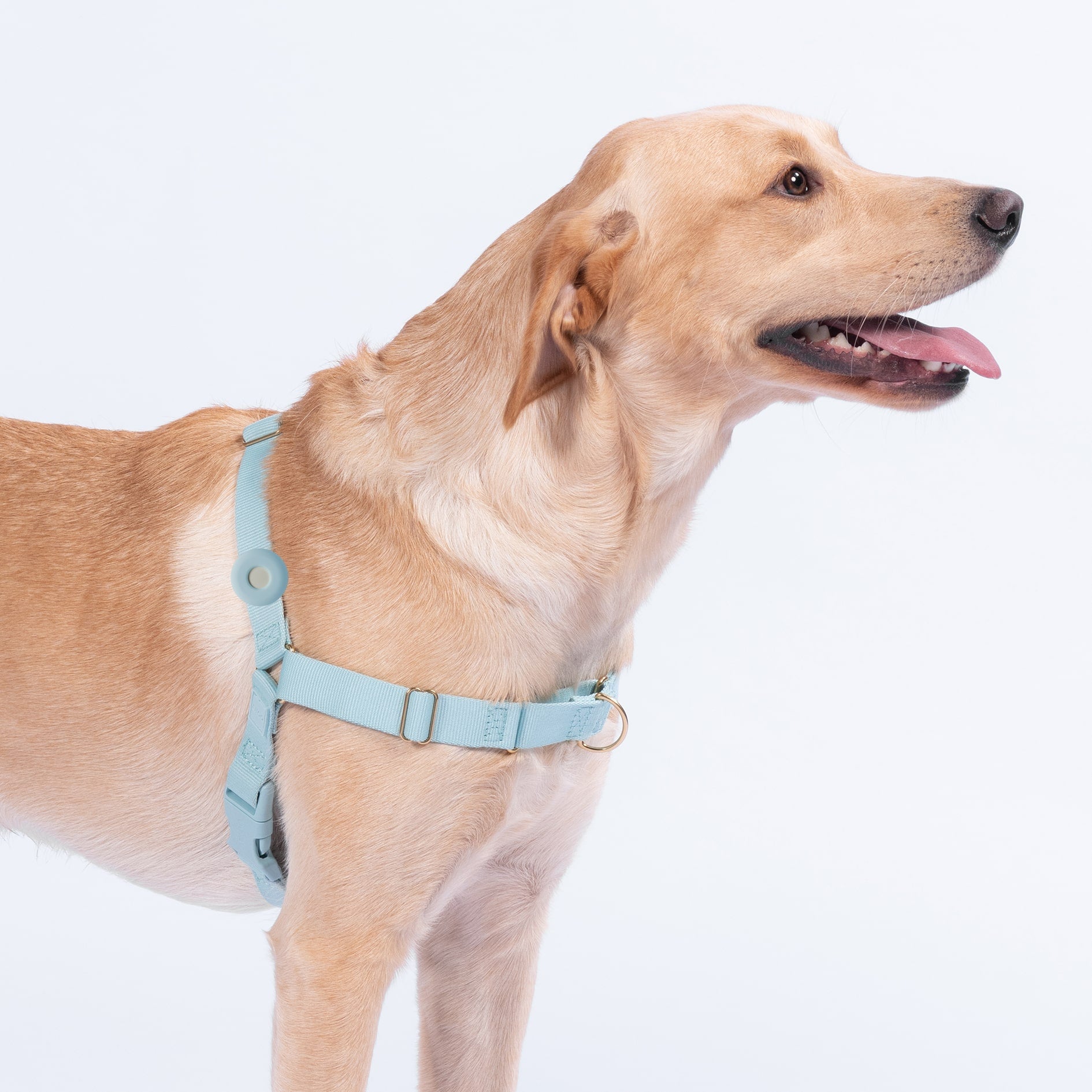 Fetch! AirTag Holder